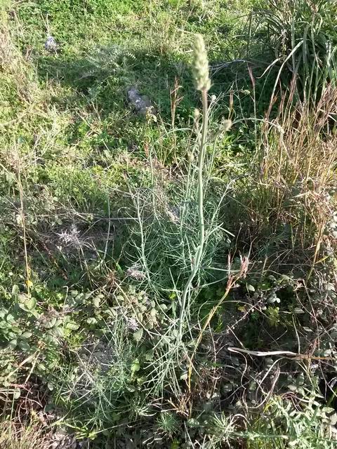 cfr. Linaria heterophylla